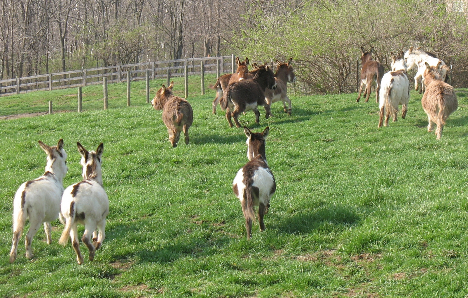 donkeys run through a field